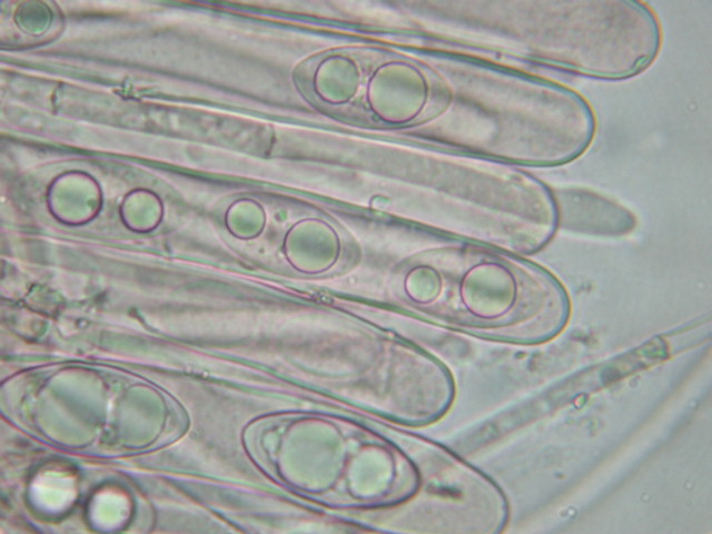 Geopora sumneriana ... in MICRO